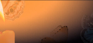 Read more about the article Tri leptira