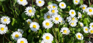 Read more about the article Metafizika: intelektualno znanje i egzistencijalno povjerenje